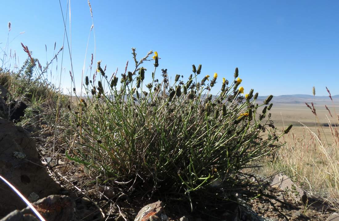 Image of Youngia akagii specimen.