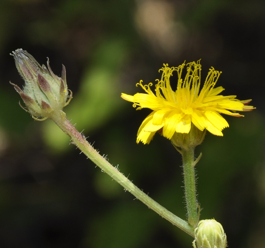 Image of Picris rhagadioloides specimen.