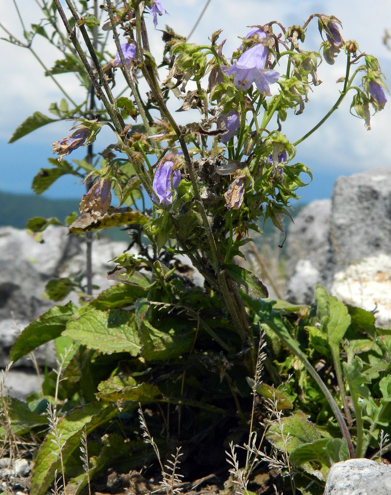 Image of Campanula longistyla specimen.