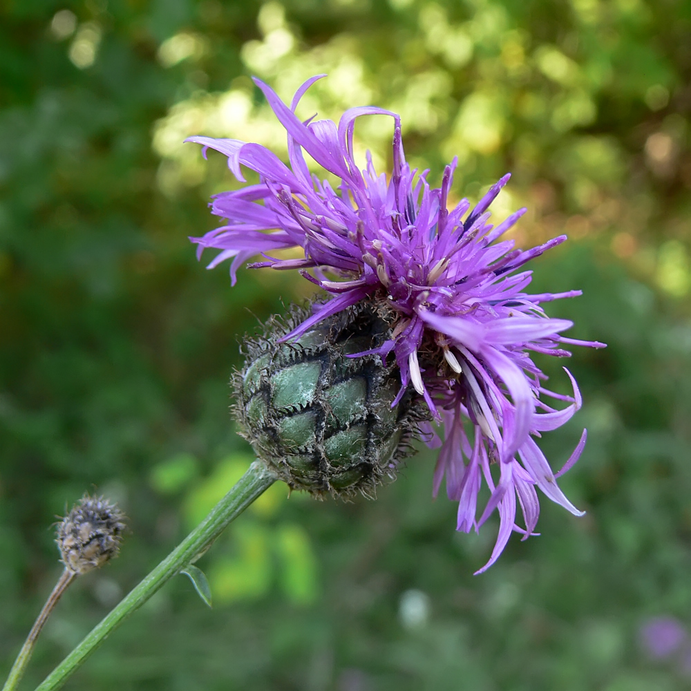 Изображение особи Centaurea scabiosa.