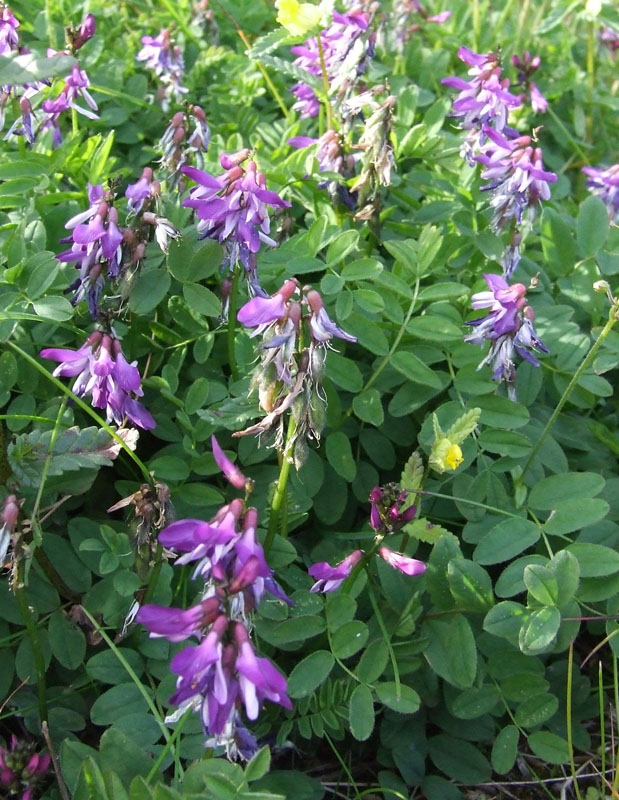 Image of Astragalus subpolaris specimen.