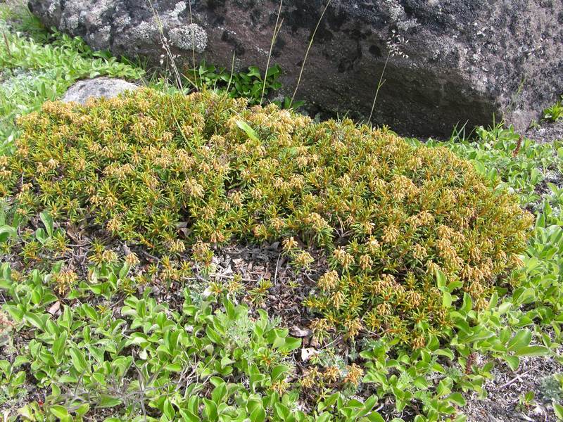 Image of Ledum decumbens specimen.