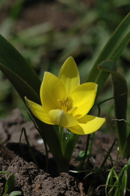 Image of Tulipa dasystemon specimen.