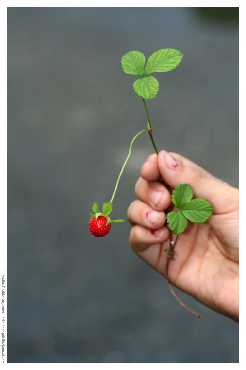 Изображение особи Duchesnea indica.