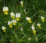 Viola tricolor