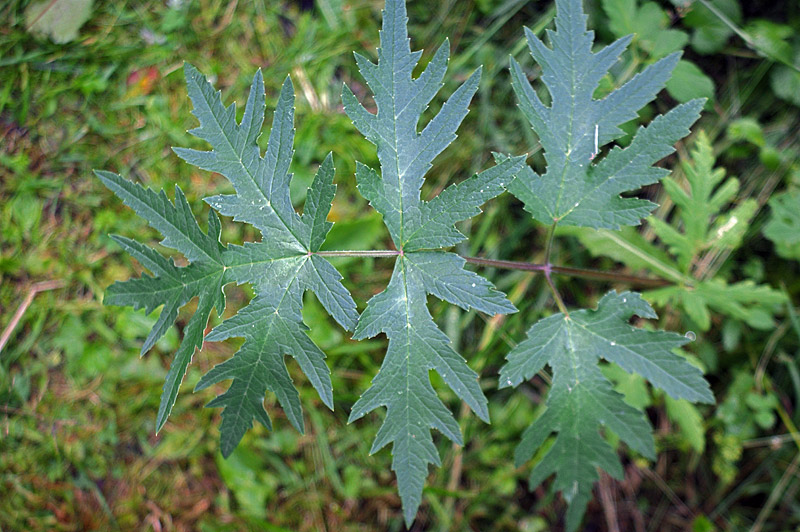 Image of Heracleum sibiricum specimen.