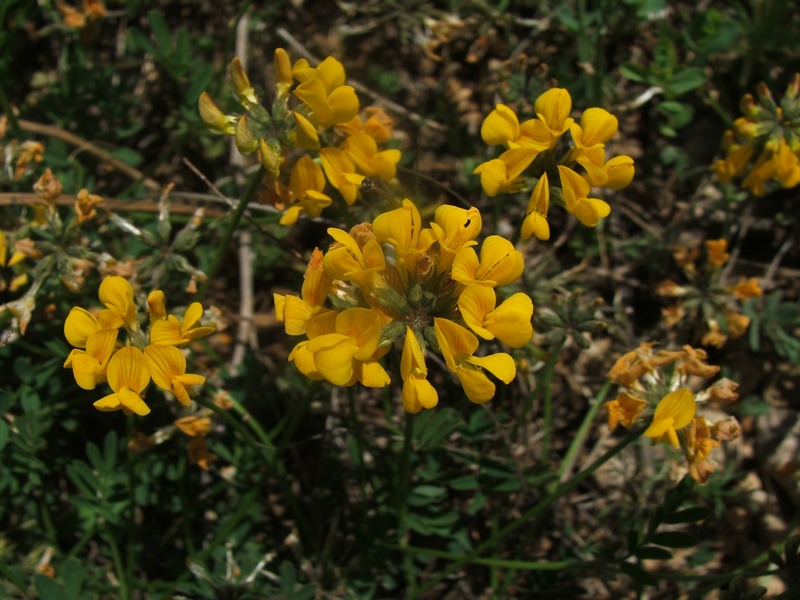 Изображение особи Hippocrepis comosa.