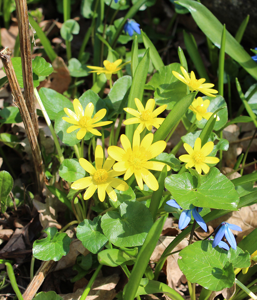 Изображение особи Ficaria calthifolia.