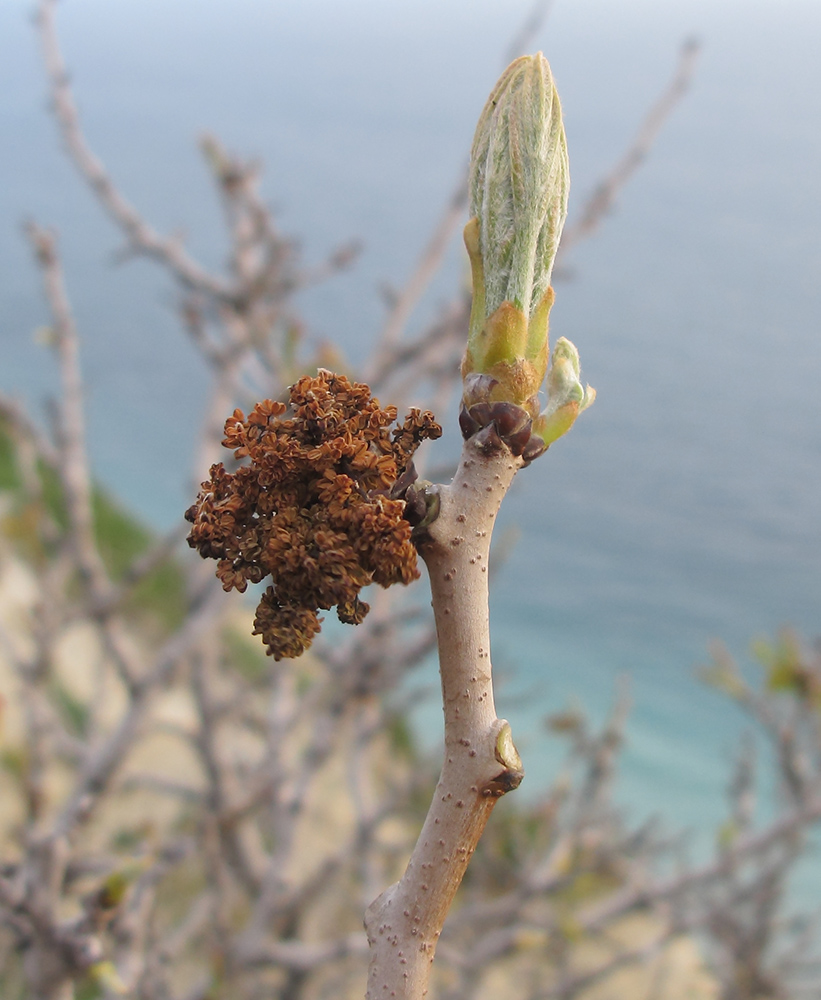 Image of Pistacia mutica specimen.