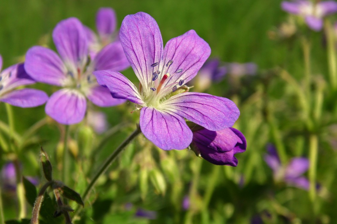 Image of Geranium sylvaticum specimen.