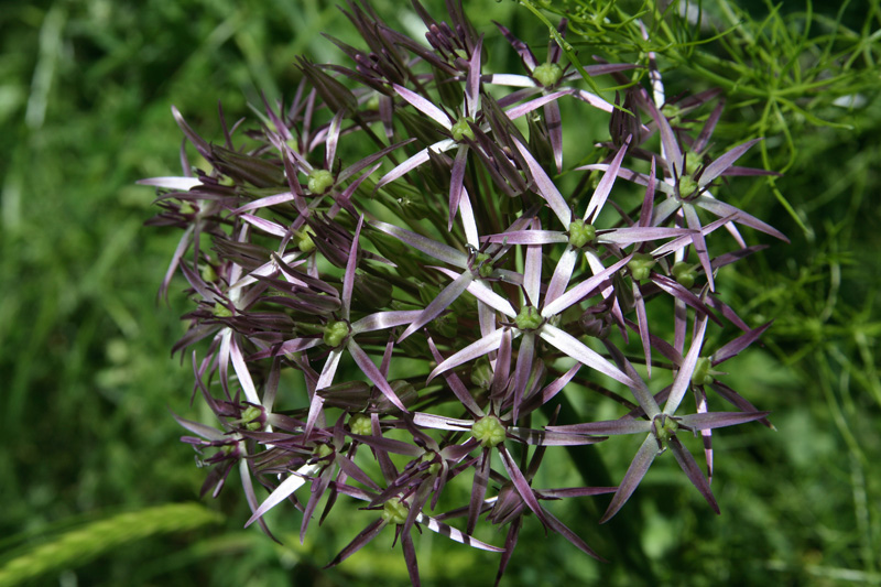 Image of Allium cristophii specimen.