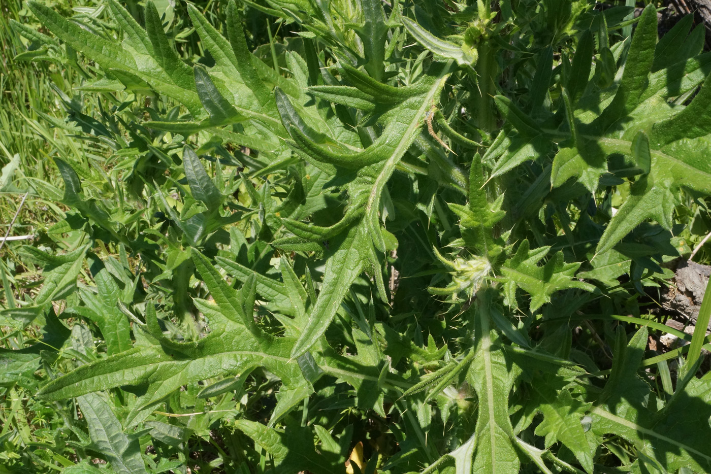 Изображение особи Cirsium vulgare.