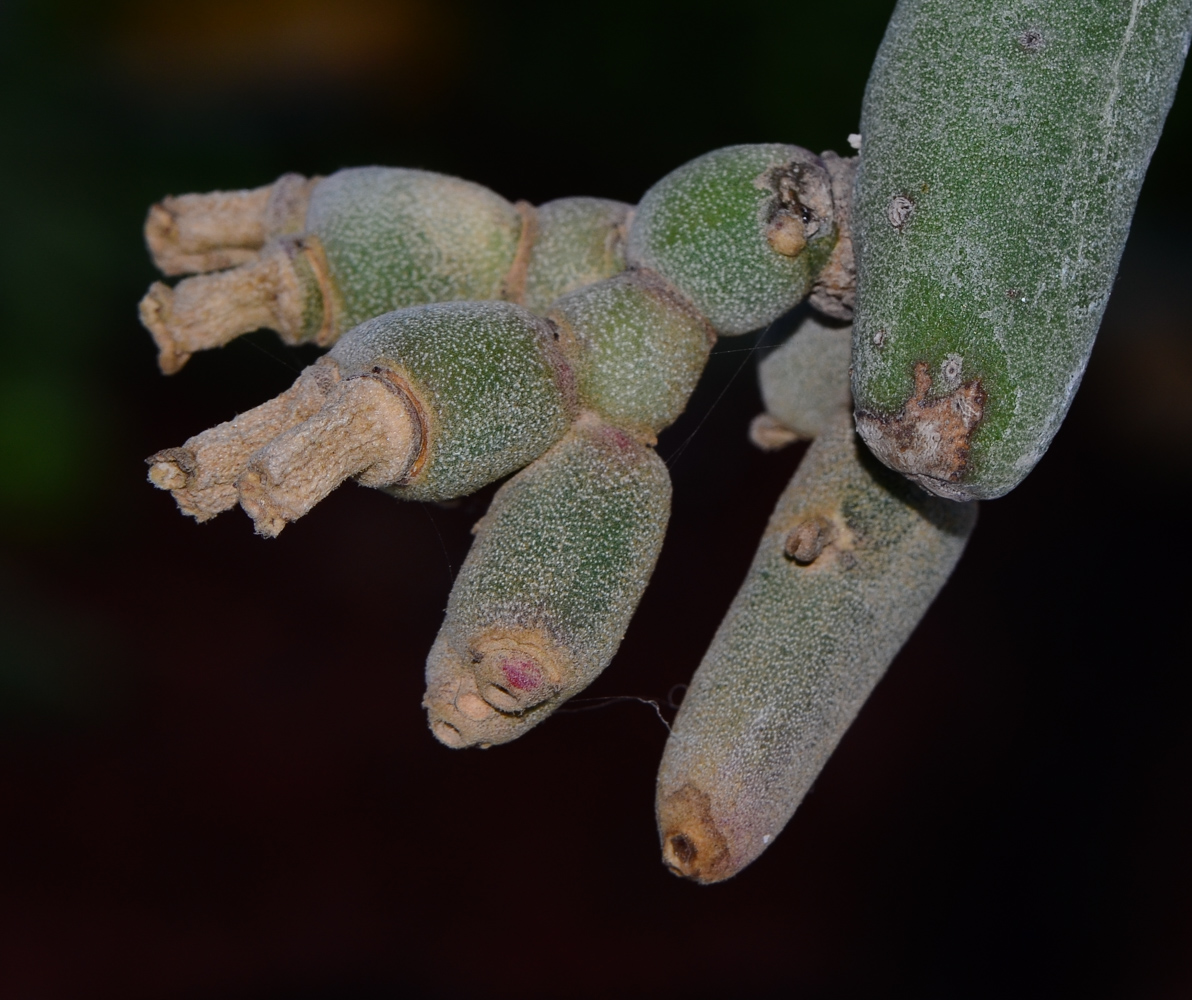 Image of Euphorbia lomelii specimen.