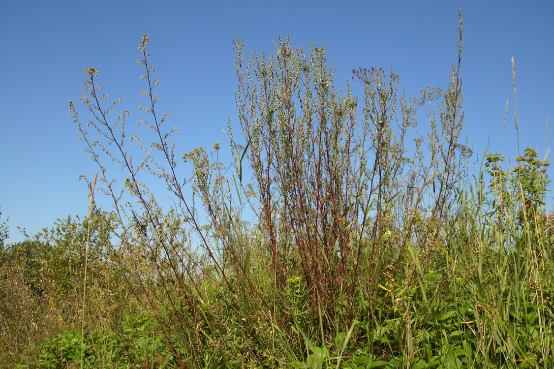 Изображение особи Artemisia campestris.