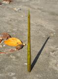 Rhizophora mucronata. Проросток. Андаманские острова, остров Северный Андаман, окр. г. Диглипур, песчаный пляж. 09.01.2015.