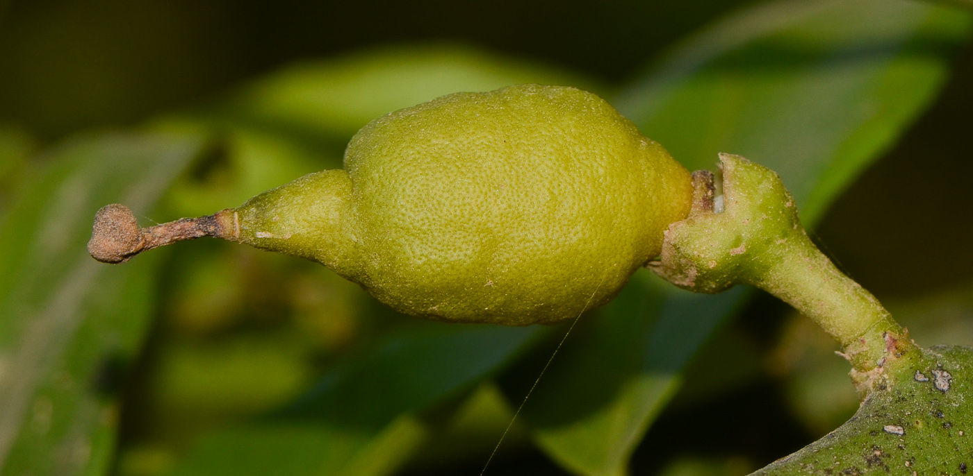 Image of Citrus limon specimen.