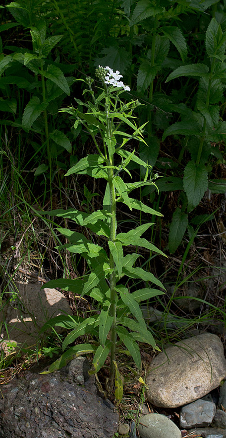 Image of Hesperis sibirica specimen.