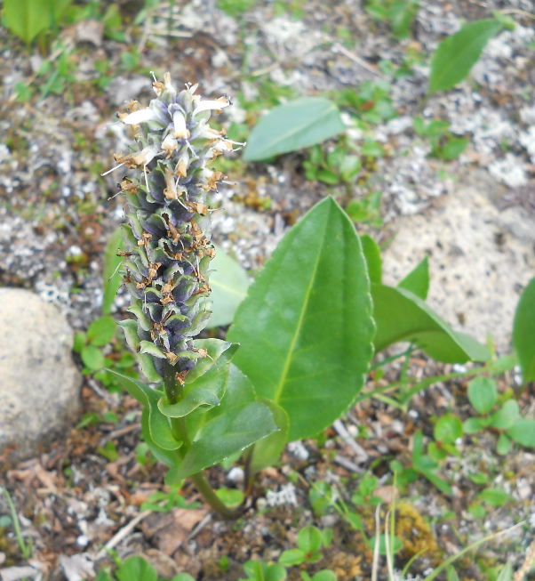Изображение особи Lagotis integrifolia.