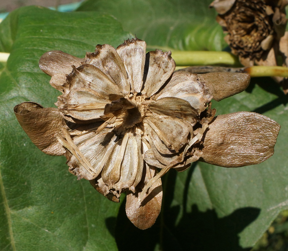 Image of Silphium perfoliatum specimen.