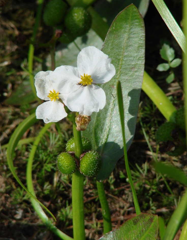 Image of Sagittaria natans specimen.