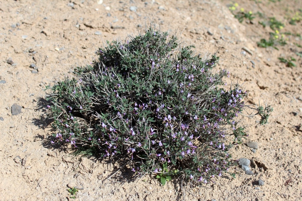 Image of Astragalus squarrosus specimen.