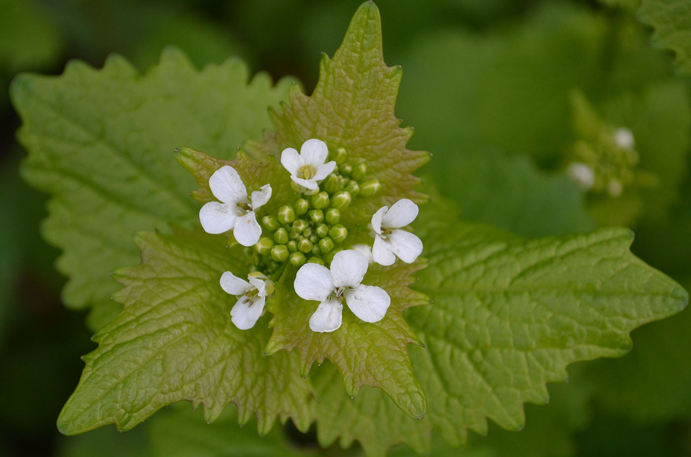 Image of Alliaria petiolata specimen.