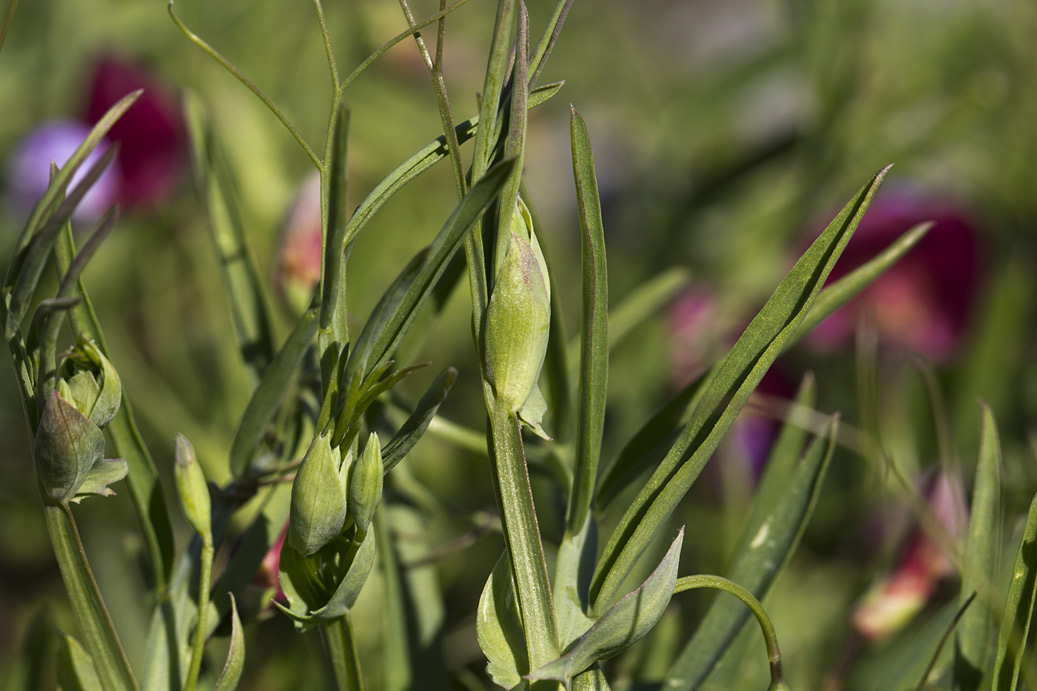 Image of Lathyrus clymenum specimen.