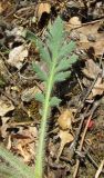 Papaver stevenianum. Прикорневой лист. Крым, Карадагский заповедник, начало экологической тропы, дубовое редколесье. 26 апреля 2016 г.