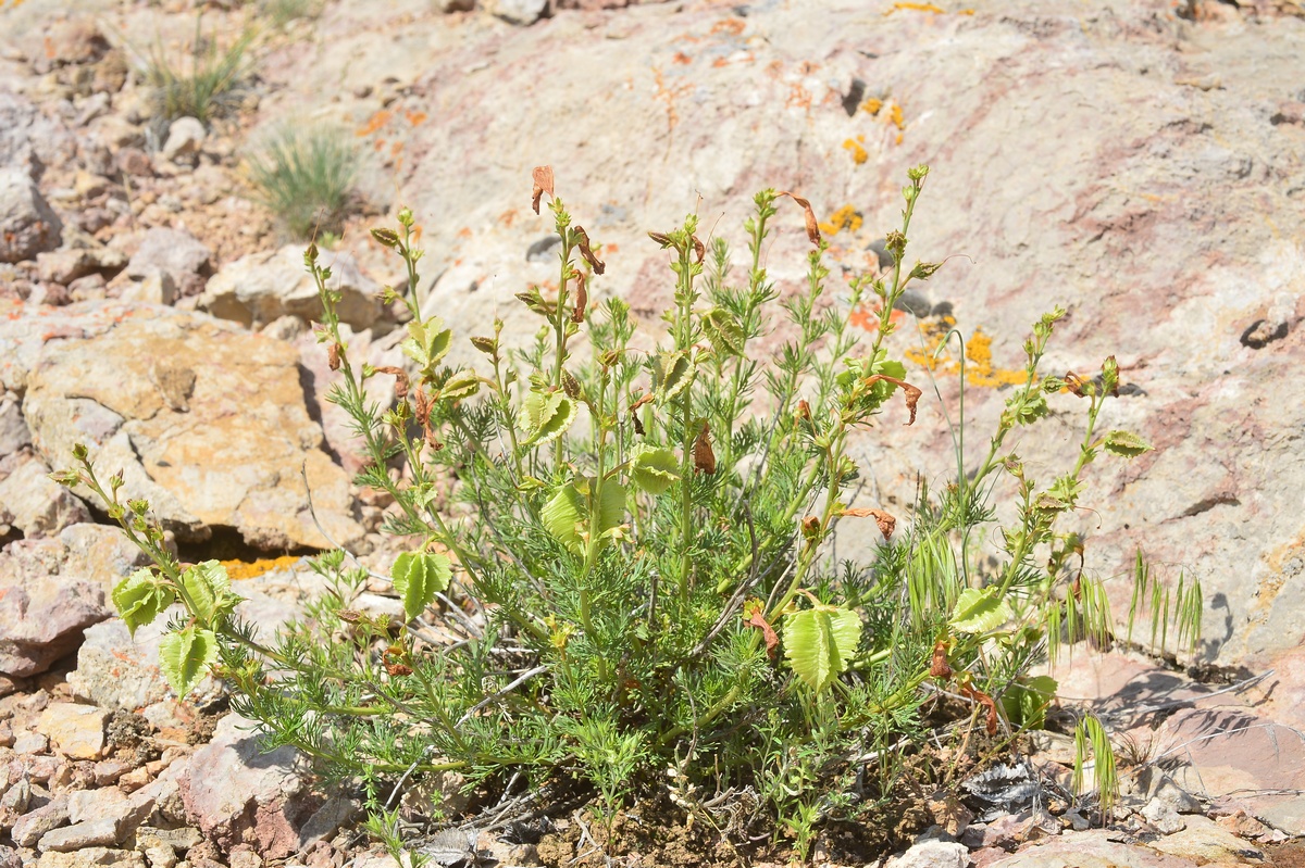 Image of Niedzwedzkia semiretschenskia specimen.