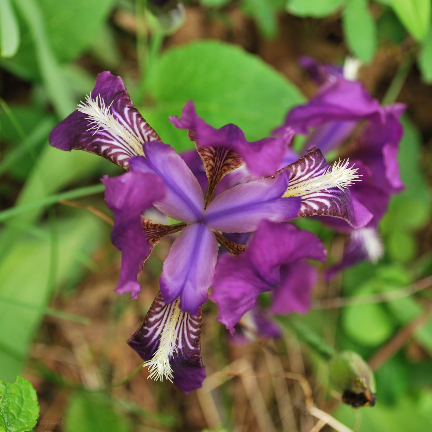 Image of Iris aphylla specimen.