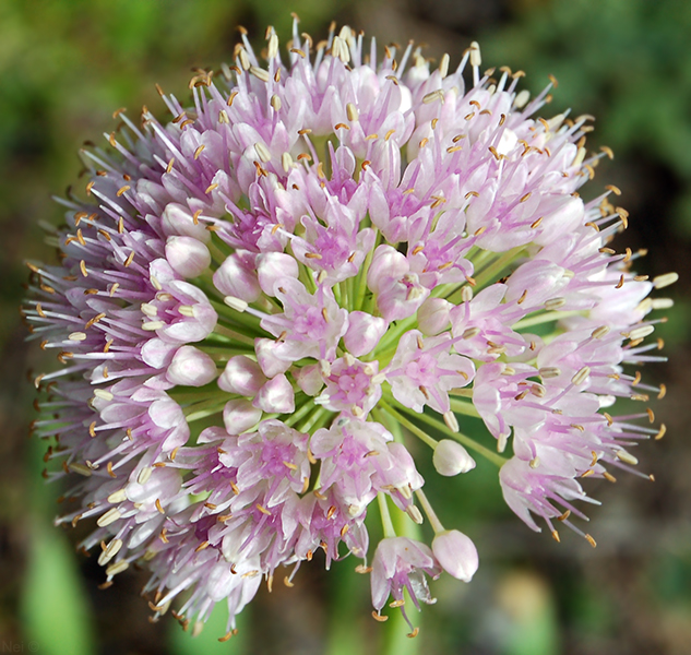 Image of Allium nutans specimen.