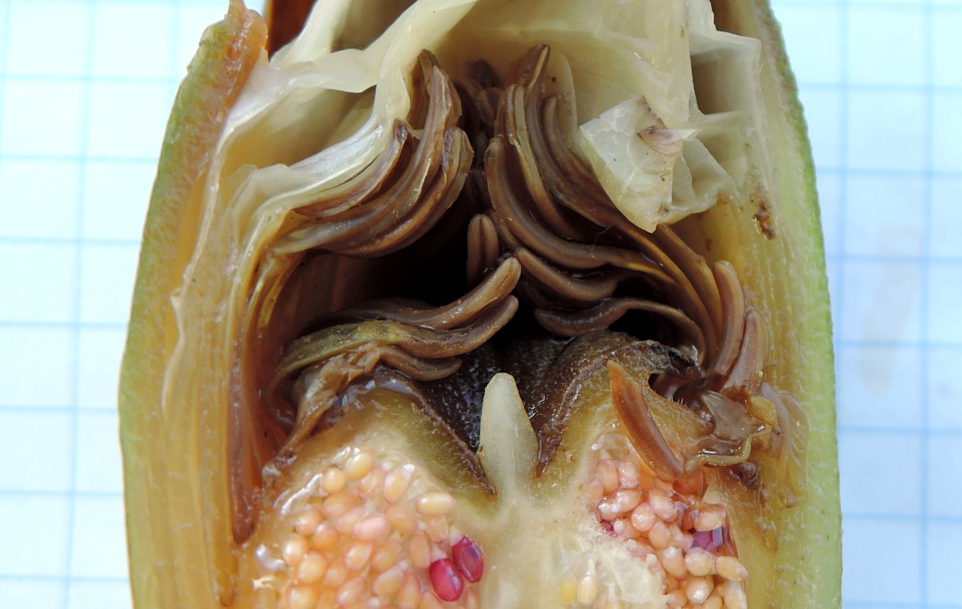 Image of Nymphaea candida specimen.