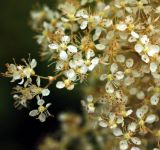 Смотреть изображение Filipendula palmata