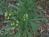 Conyza canadensis