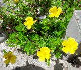 Portulaca umbraticola. Цветущее растение. Израиль, г. Бат-Ям, клумба. 21.08.2016.