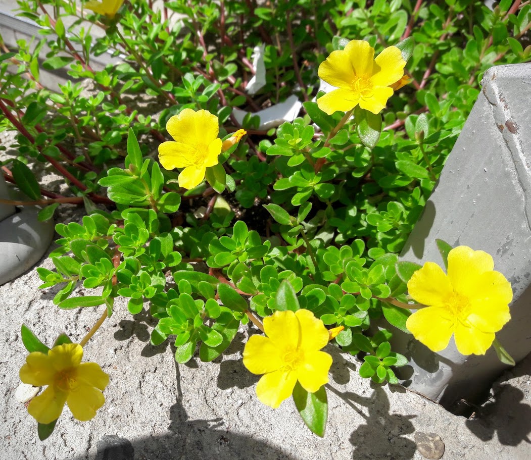 Изображение особи Portulaca umbraticola.