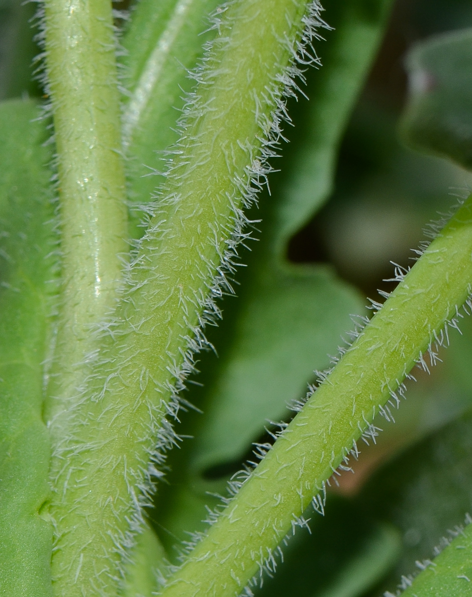 Image of Schimpera arabica specimen.