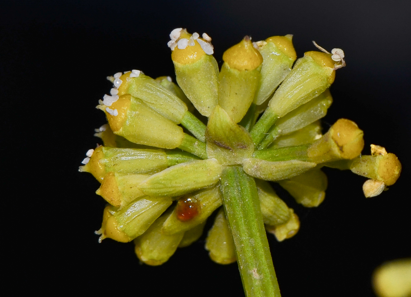 Изображение особи Astydamia latifolia.