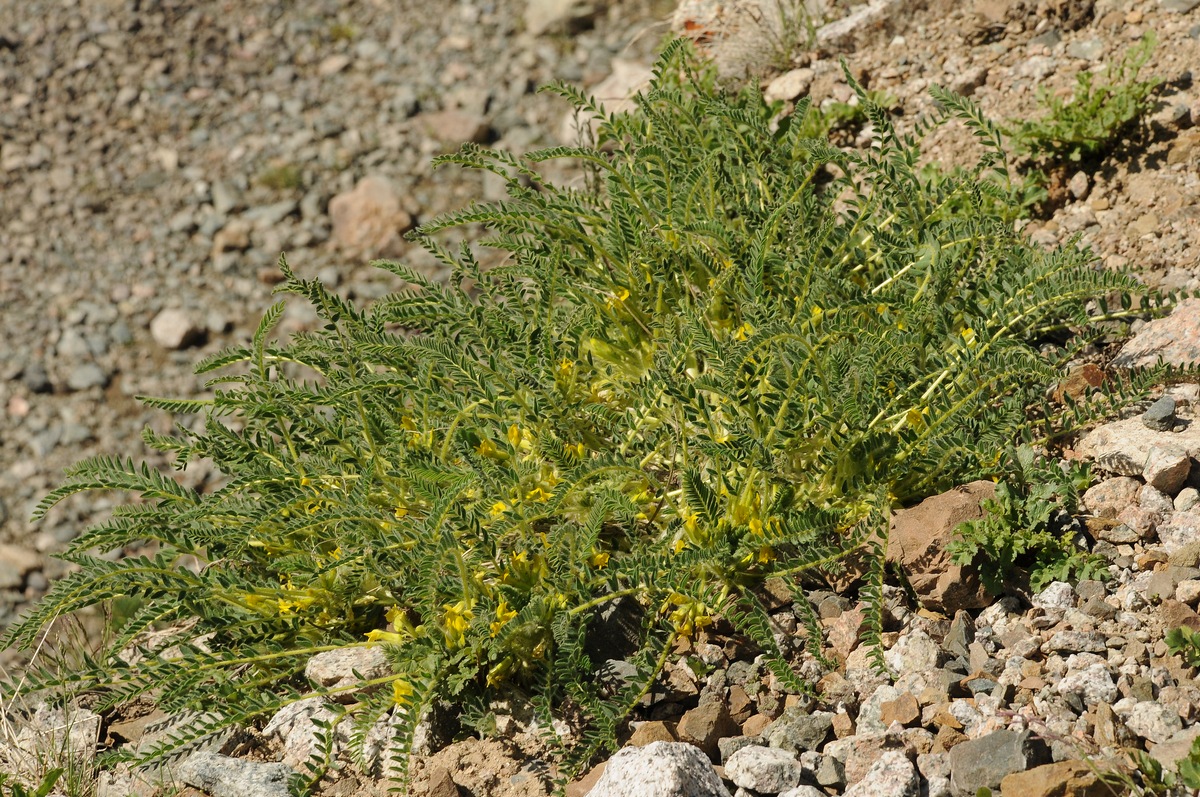 Image of Astragalus lithophilus specimen.