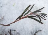 Andromeda polifolia. Верхушка зимующего побега. Окрестности Архангельска, болото. 15 марта 2010 г.