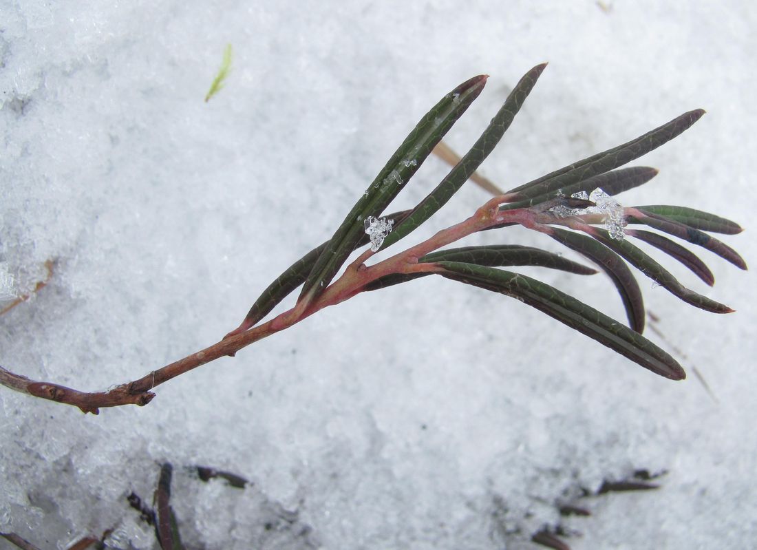 Image of Andromeda polifolia specimen.