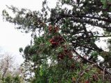 Juniperus deltoides. Ветвь с шишкоягодами. Крым, окр. пос. Партенит, юго-восточный склон горы Аю-Даг. 15.10.2016.