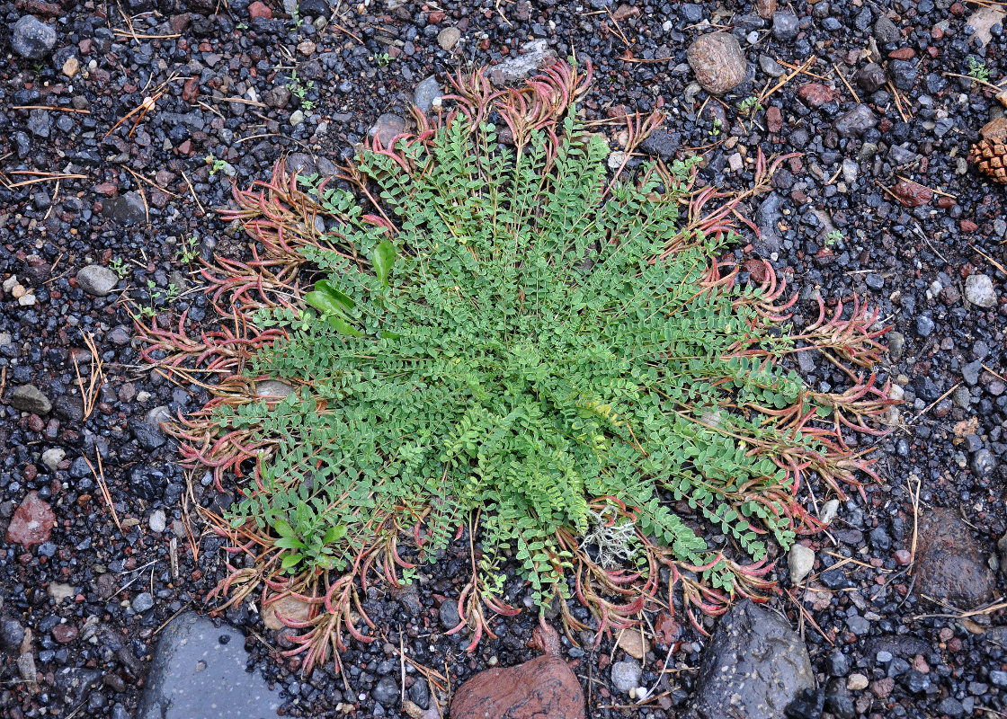 Изображение особи Astragalus demetrii.