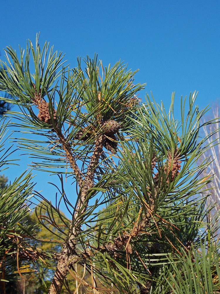 Изображение особи Pinus uncinata.