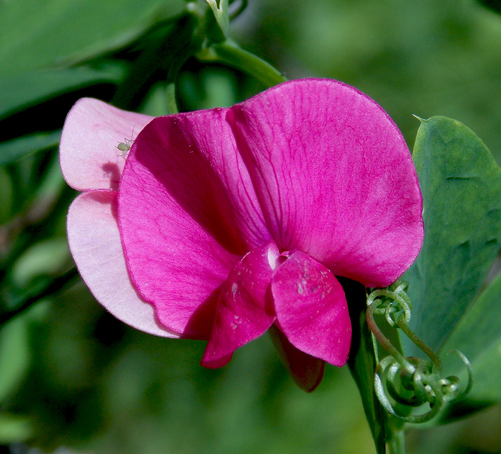 Image of Lathyrus tuberosus specimen.