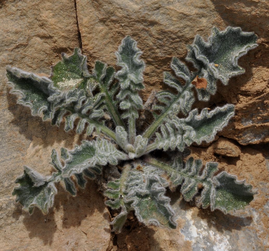 Image of Campanula rupestris specimen.