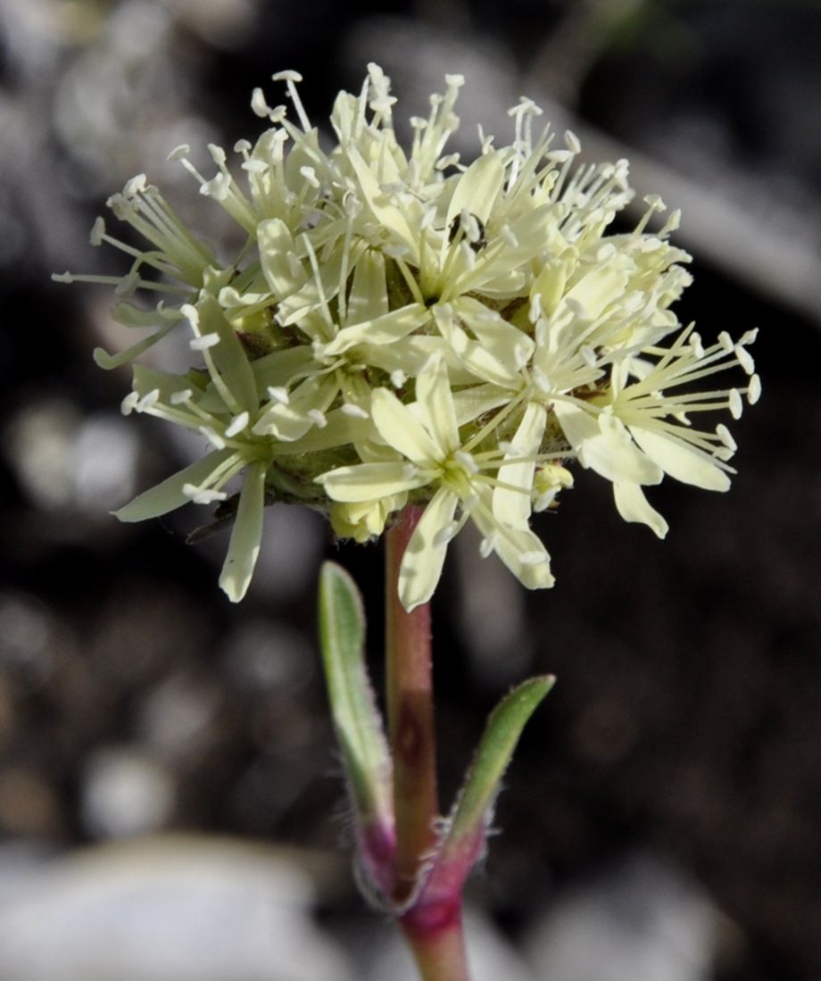 Изображение особи Saponaria bellidifolia.