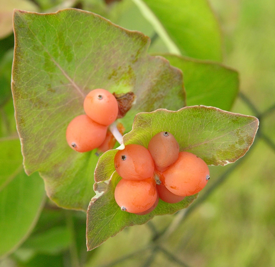 Изображение особи Lonicera dioica.