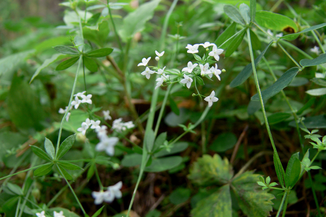 Image of Galium uliginosum specimen.