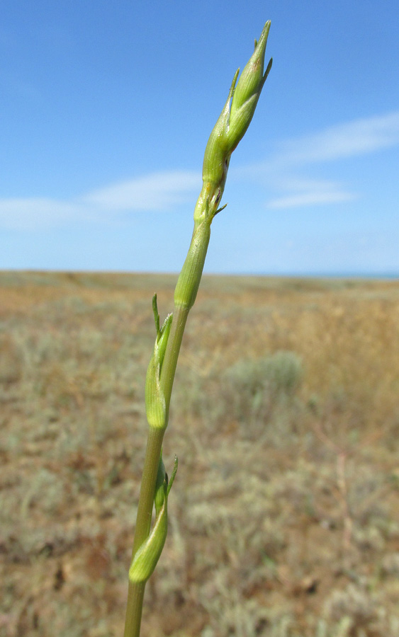 Image of Palimbia rediviva specimen.